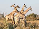 Africa 005